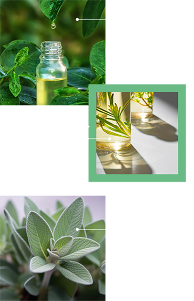 banner-pappermint-and-rosemary-oils-sage-oil