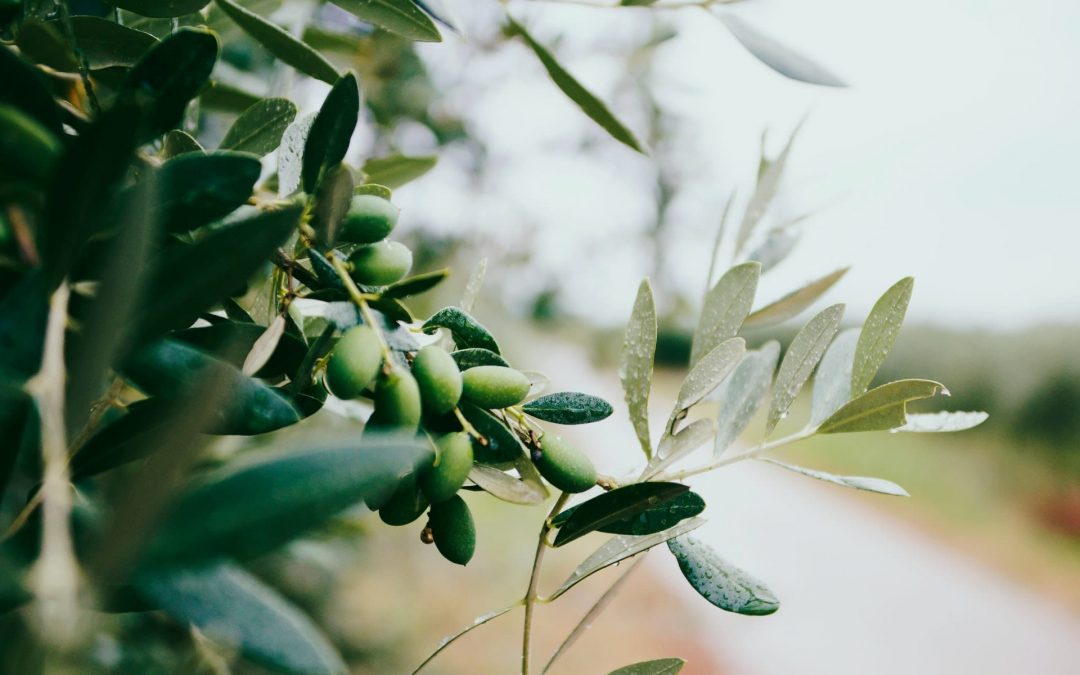 African Pride Olive Miracle: 4 Amazing Olive Oil Hair Benefits